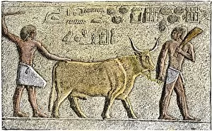 North Africa Collection: Apis, the sacred bull of ancient Egypt