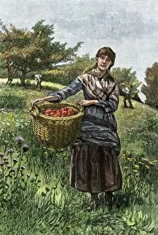 Basket Gallery: Apple pickers
