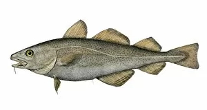 Natural History Gallery: Atlantic codfish