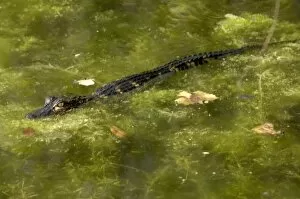 Animals:wildlife Collection: Baby alligator in the Florida Everglades