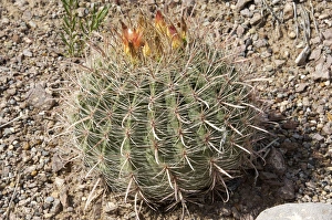 Nature Gallery: Barrel cactus in flower