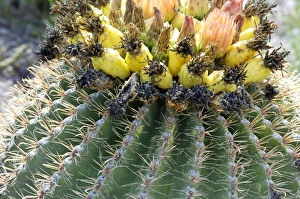 Barrel cactus flowers and fruit