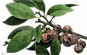 Botanical Gallery: Beach plums