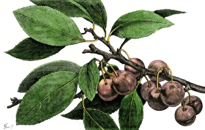 Leaf Gallery: Beach plums