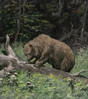 Canadian Collection: Bear getting honey from a beehive