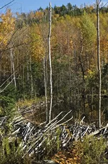 White Mountains National Forest Collection: Beaver dam in Maine