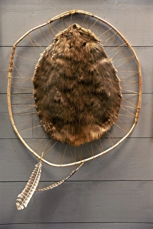 New France Prints: Beaver pelt stretched on a sapling frame and laced with rawhide