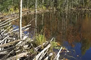 Beaver Gallery: Beaver pond in Maine