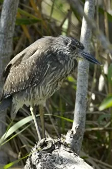 Animals:wildlife Gallery: Black-crowned night heron in the Florida Everglades