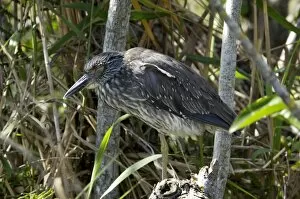 Black-crowned night heron in the Florida Everglades
