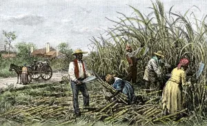 African American Prints: Black slaves harvesting sugar cane on a plantation in the US South