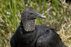 Wet Land Gallery: Black vulture in the Florida Everglades