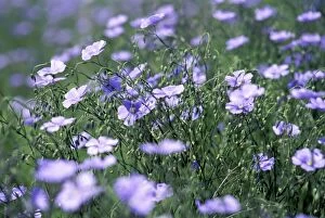 Lewis Collection: Blue flax, a native wildflower described by Meriwether Lewis, Montana