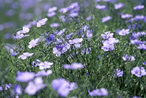 Lewis And Clark Gallery: Blue flax, a native wildflower described by Meriwether Lewis, Montana
