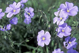 Blue flax, a native wildflower described by Meriwether Lewis, Montana