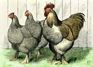 Bird Gallery: Buff cochin chickens
