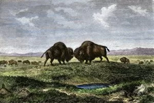 Animals:wildlife Gallery: Buffalo bulls fighting on the Great Plains