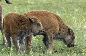 Images Dated 4th June 2004: Buffalo calves, South Dakota
