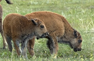 Calf Gallery: Buffalo calves, South Dakota