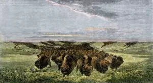 Animals:wildlife Gallery: Buffalo herd on the American prairie