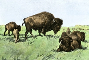 Buffalo herd resting at midday on the Great Plains