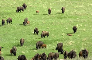 Herd Collection: Buffalo herd in South Dakota