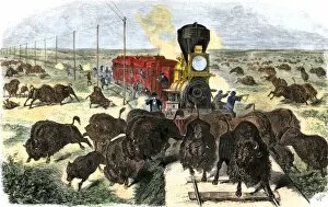 Steam Locomotive Gallery: Buffalo killed from a train on the Great Plains