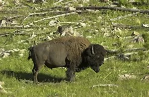 Images Dated 5th June 2004: Buffalo in South Dakota