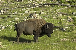 Grasslands Gallery: Buffalo in South Dakota