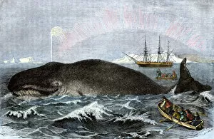 Whale Gallery: BUSN2A-00109