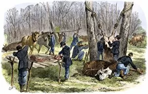 Meat Gallery: Butchering cattle to feed the Union army, Civil War