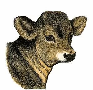 Domestic Animal Gallery: Calf on a dairy farm