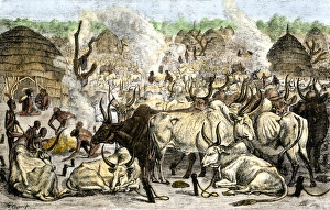 Africa History Prints: Cattle farm of the Dinka, a Swahili-speaking people in Africa