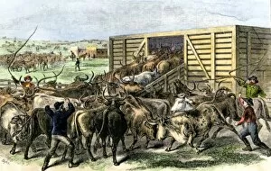 Cattle Drive Gallery: Cattle loaded on the railroad at Abilene, Kansas, 1870s
