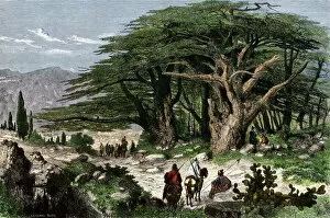 Tree Gallery: Cedars of Lebanon