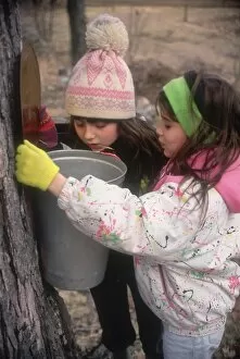 Girls Gallery: Checking sap buckets on a maple tree