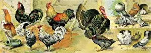 Natural History Collection: Chickens and other poultry