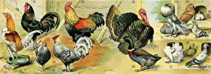 Farm Gallery: Chickens and other poultry