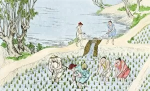Rice Collection: Chinese farmers planting rice