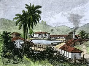 Plantation Gallery: Coffee plantation in Brazil