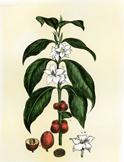 Coffee tree leaves, flowers, and fruit