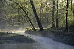 Forest Gallery: Colbert Creek in Alabama