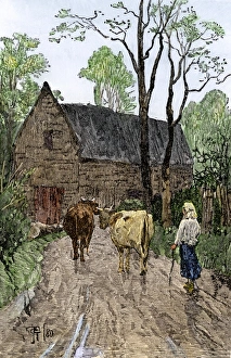 Colonial girl bringing the cows home