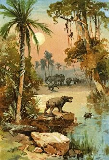 Congo Free State Collection: Congo River wildlife