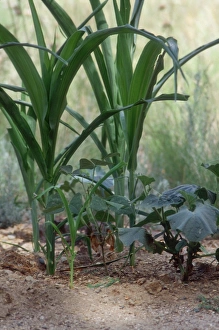 Farming:agriculture Gallery: Corn, beans and squash grown the native American way