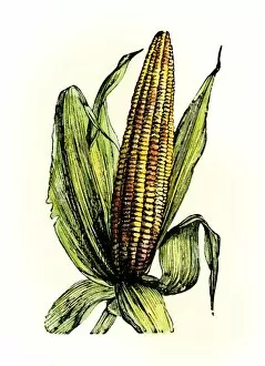 Crop Collection: Corn, or maize