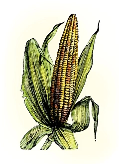 Mexico Gallery: Corn, or maize