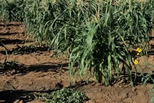Crop Gallery: Corn on the Navajo reservation, Arizona