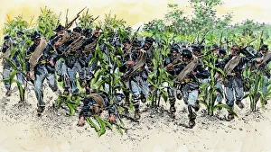 Soldier Collection: Cornfield at the Battle of Antietam, Civil War
