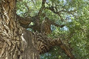 Landscapes:wilderness Gallery: Cottonwood tree, New Mexico